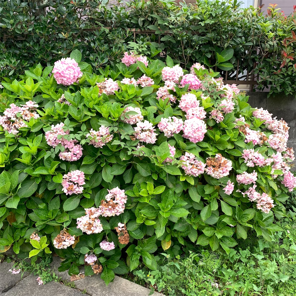 f:id:keikostyle:20210706063216j:image