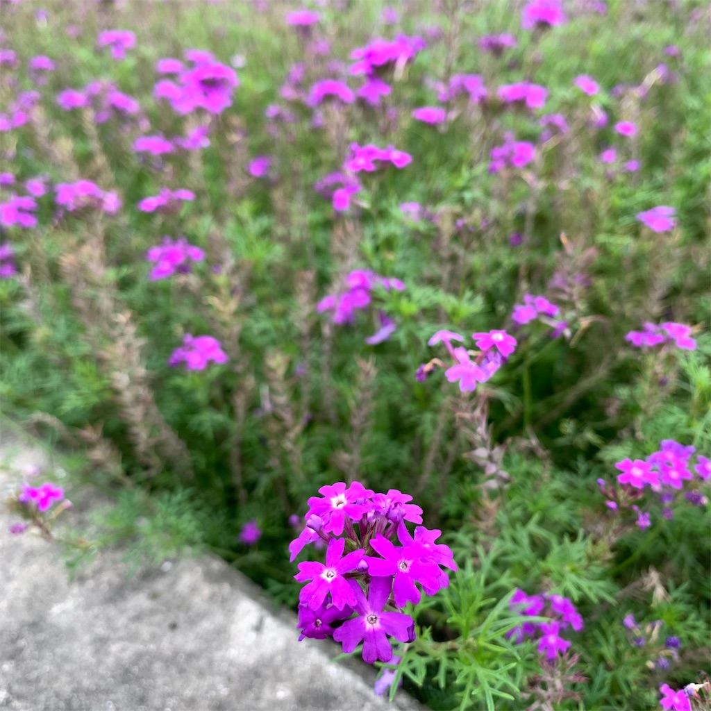 f:id:keikostyle:20210706063243j:image