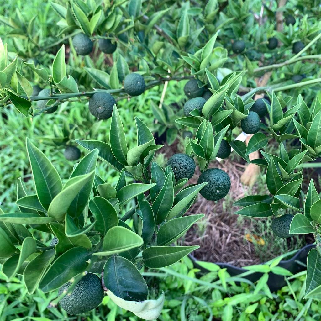 f:id:keikostyle:20210711064009j:image