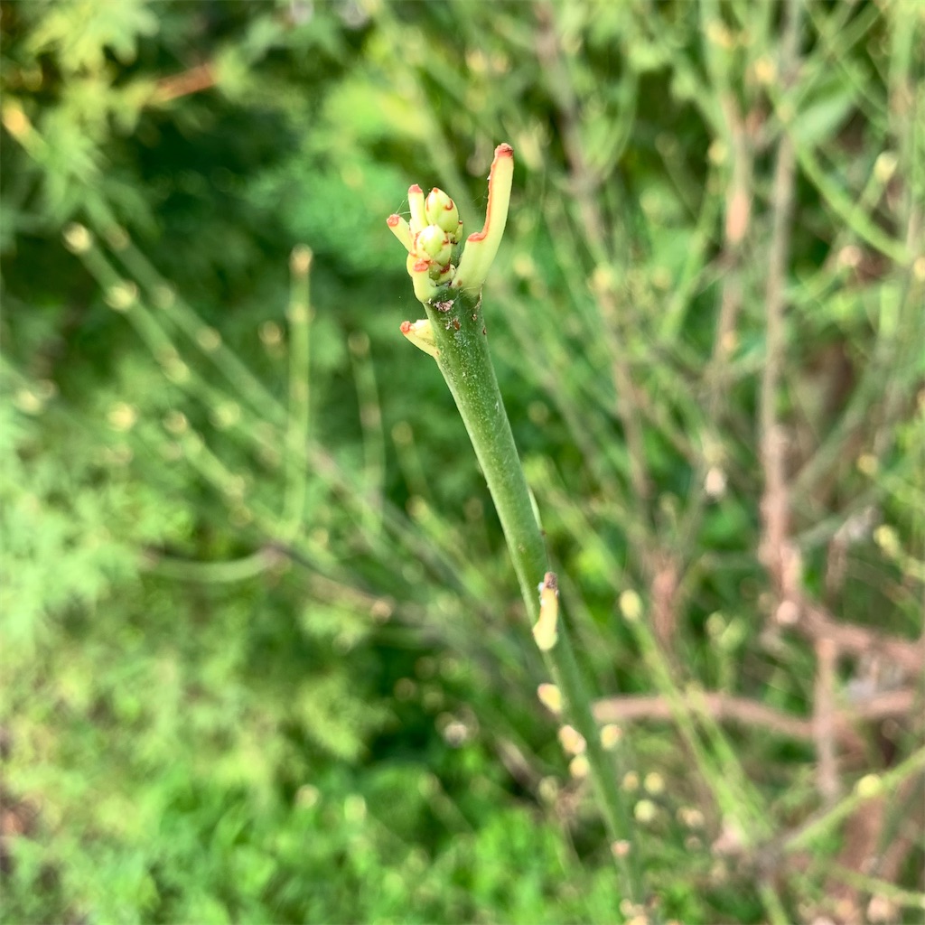 f:id:keikostyle:20210711064020j:image