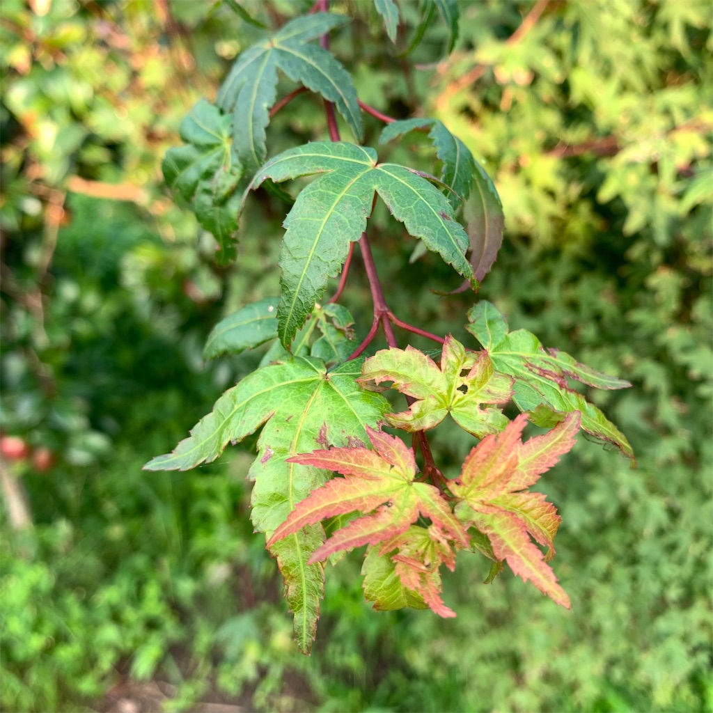 f:id:keikostyle:20210711064027j:image