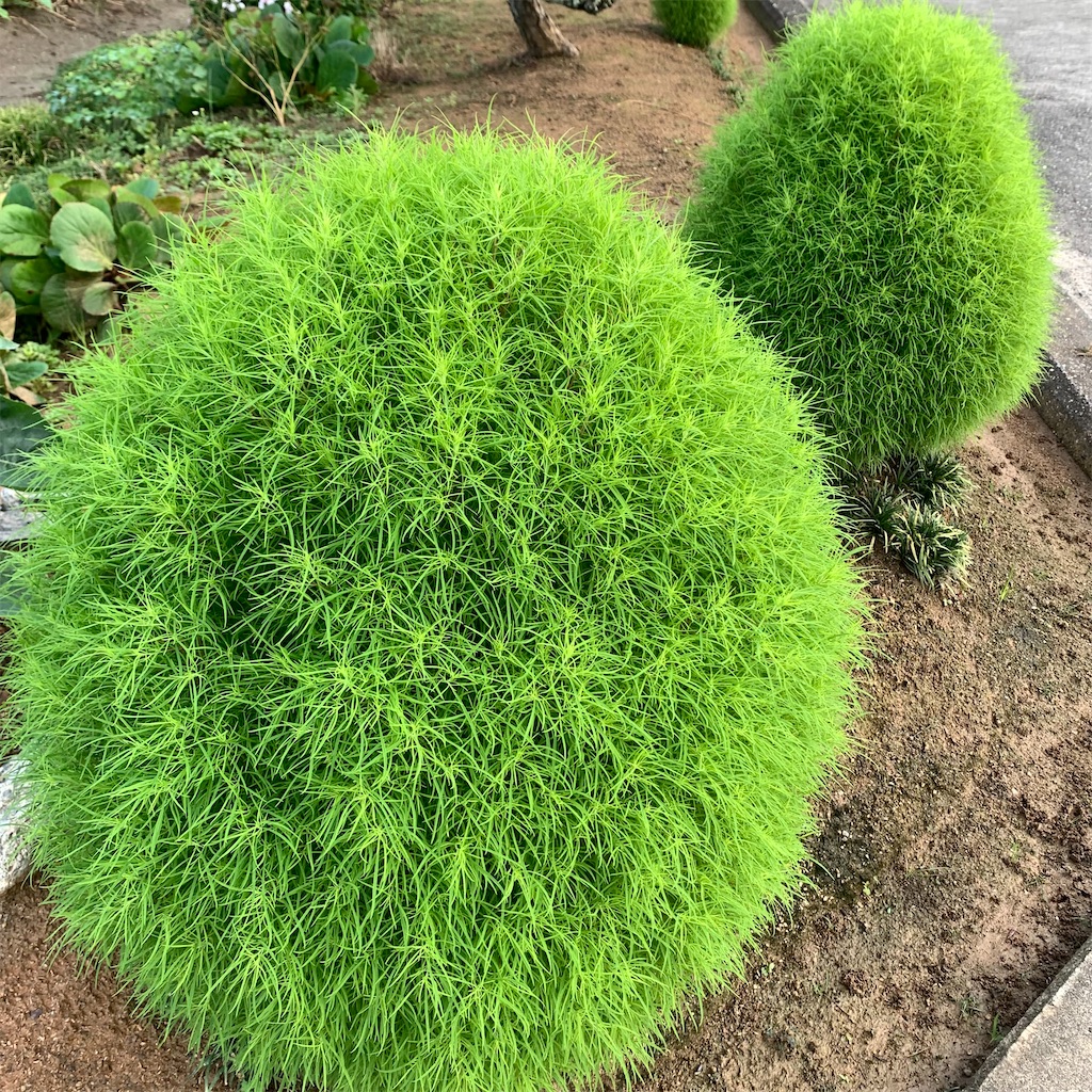 f:id:keikostyle:20210711064107j:image