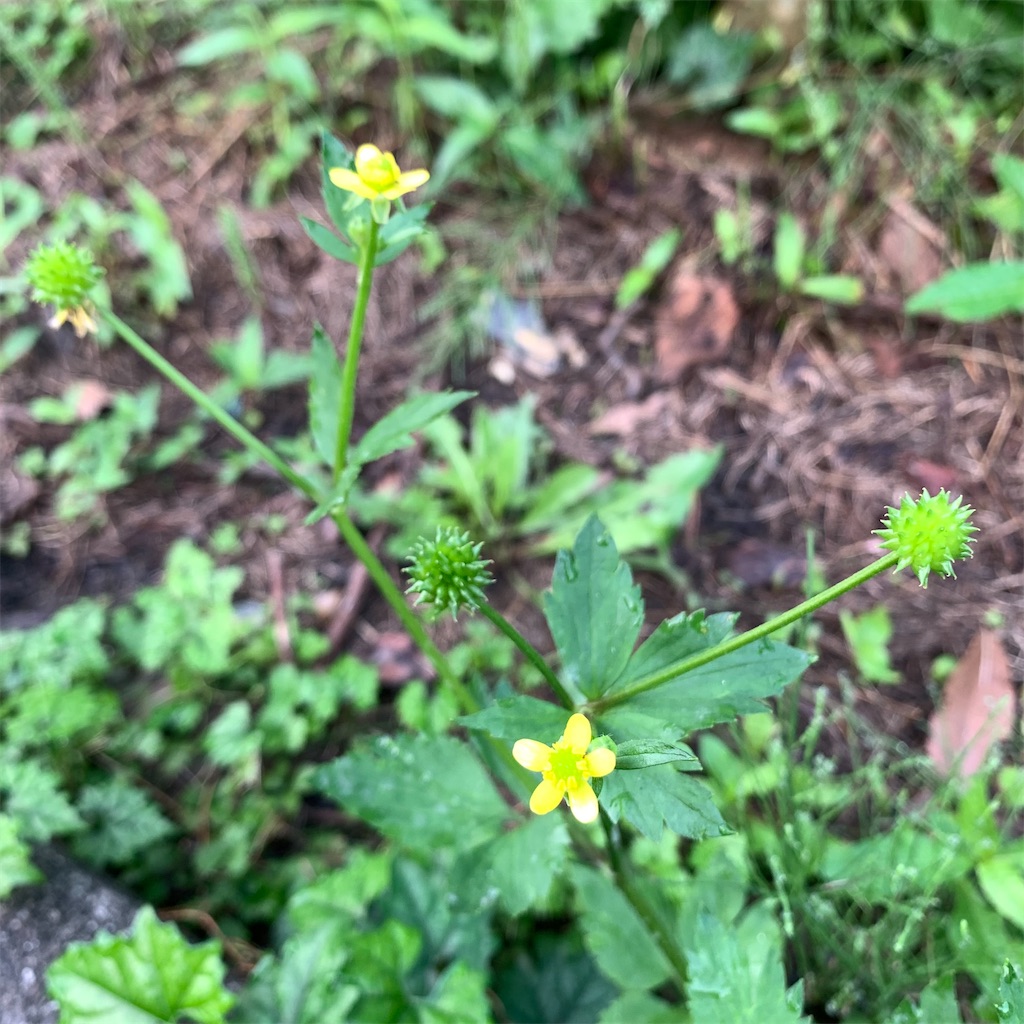 f:id:keikostyle:20210711064110j:image