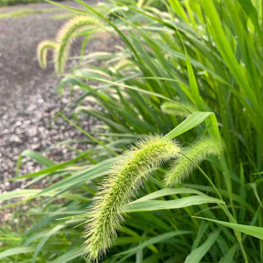 f:id:keikostyle:20210711064114j:image