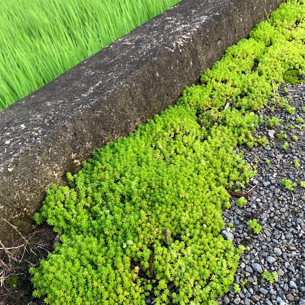 f:id:keikostyle:20210711064117j:image