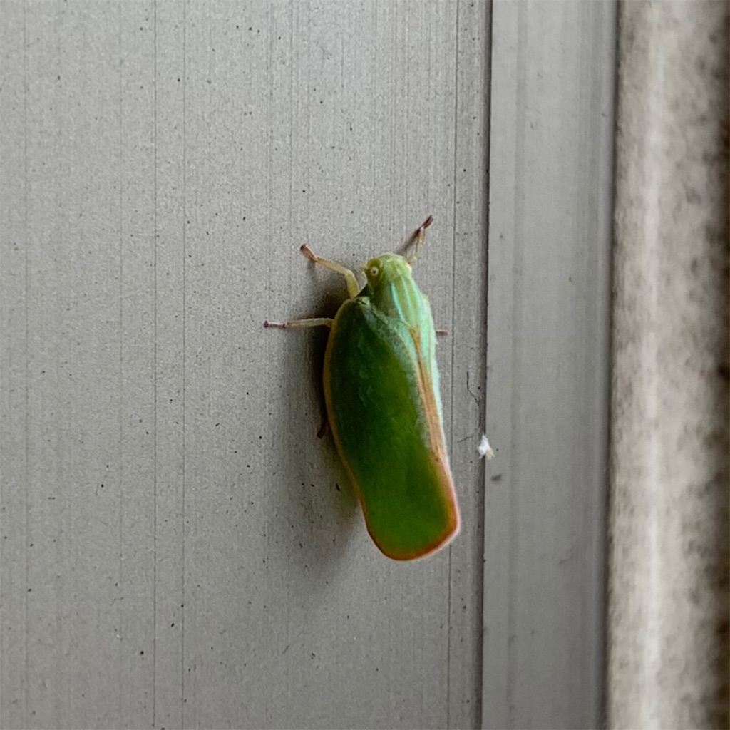 葉っぱみたいな虫 かっこいいカマキリ 虫の脱皮 けーこ日記