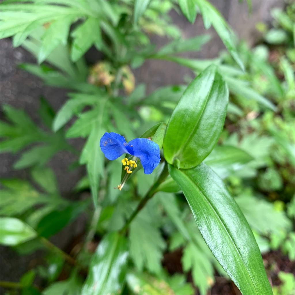 f:id:keikostyle:20210718204733j:image