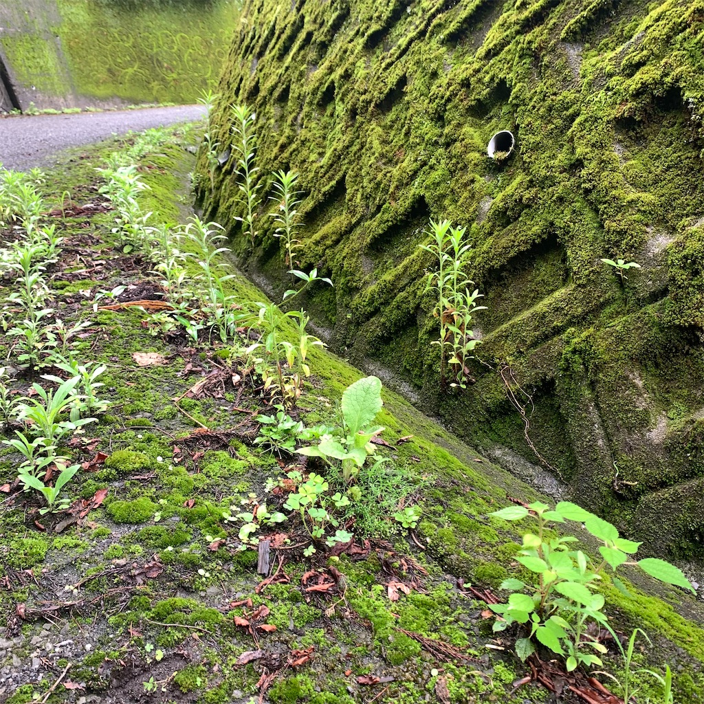 f:id:keikostyle:20210718204837j:image