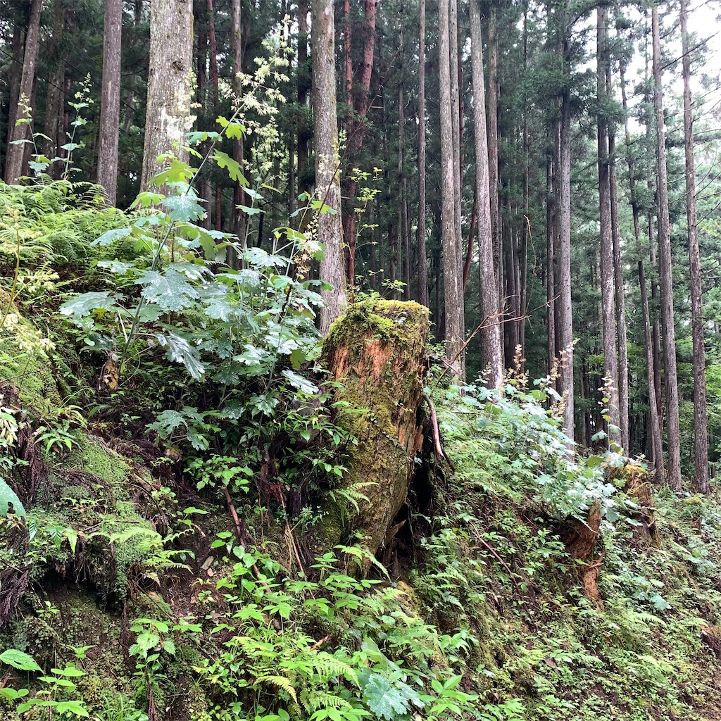 f:id:keikostyle:20210718205116j:image