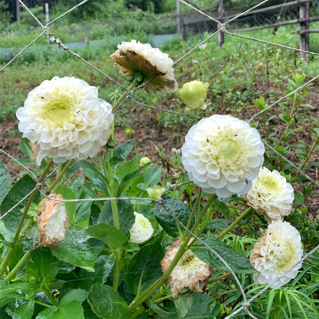 f:id:keikostyle:20210718205645j:image