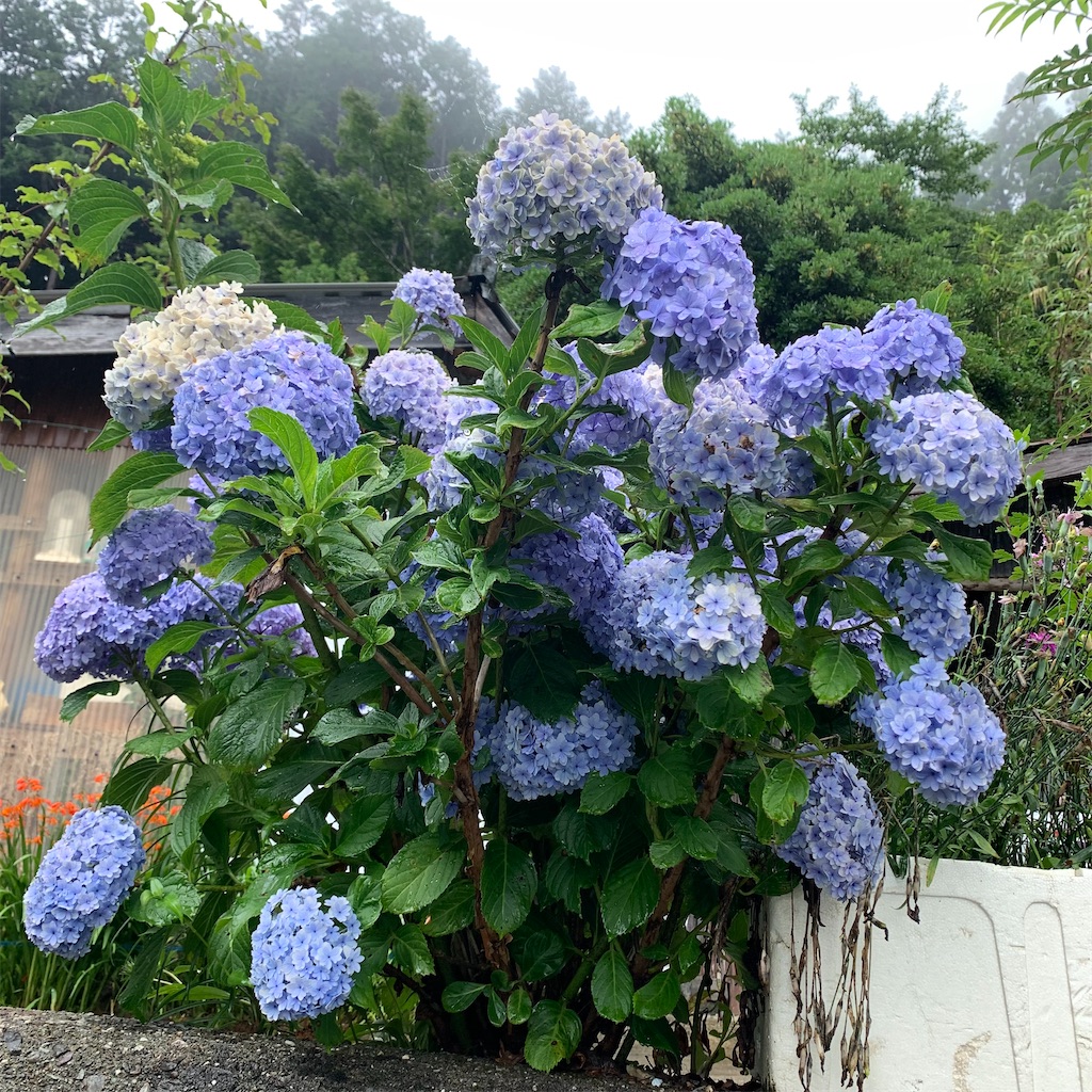 f:id:keikostyle:20210718205649j:image