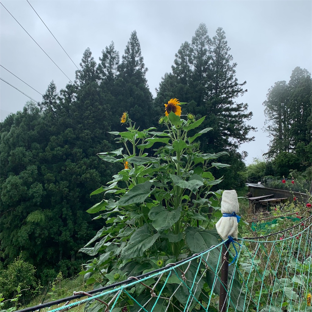 f:id:keikostyle:20210718205713j:image