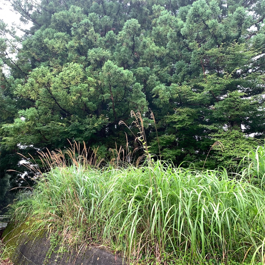 f:id:keikostyle:20210718205800j:image