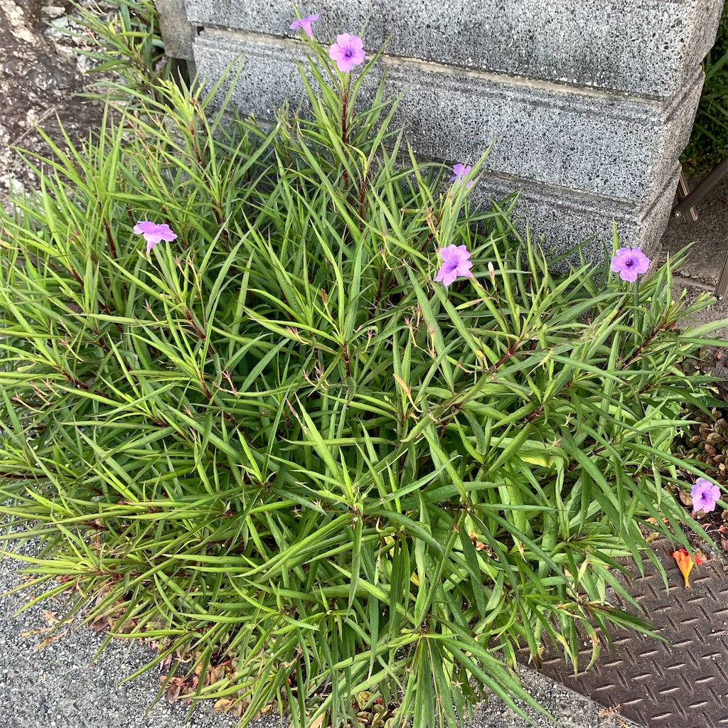 f:id:keikostyle:20210726063205j:image