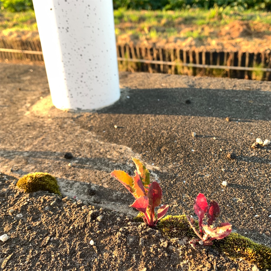 f:id:keikostyle:20210726063253j:image