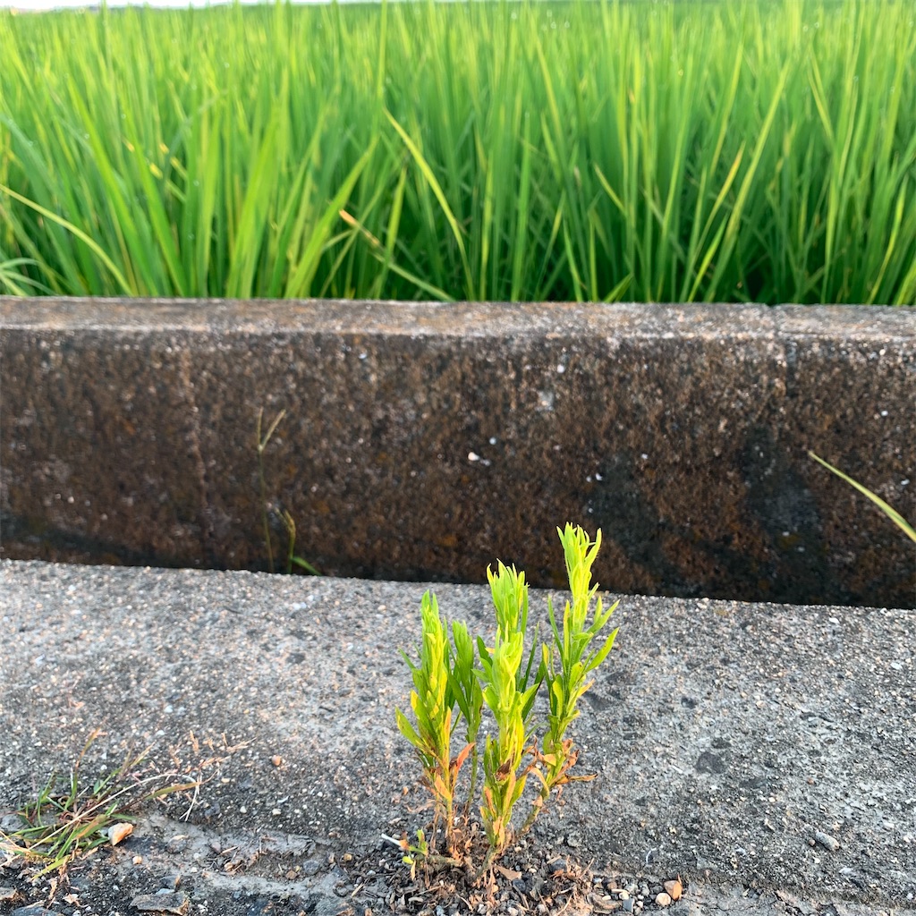 f:id:keikostyle:20210801061351j:image