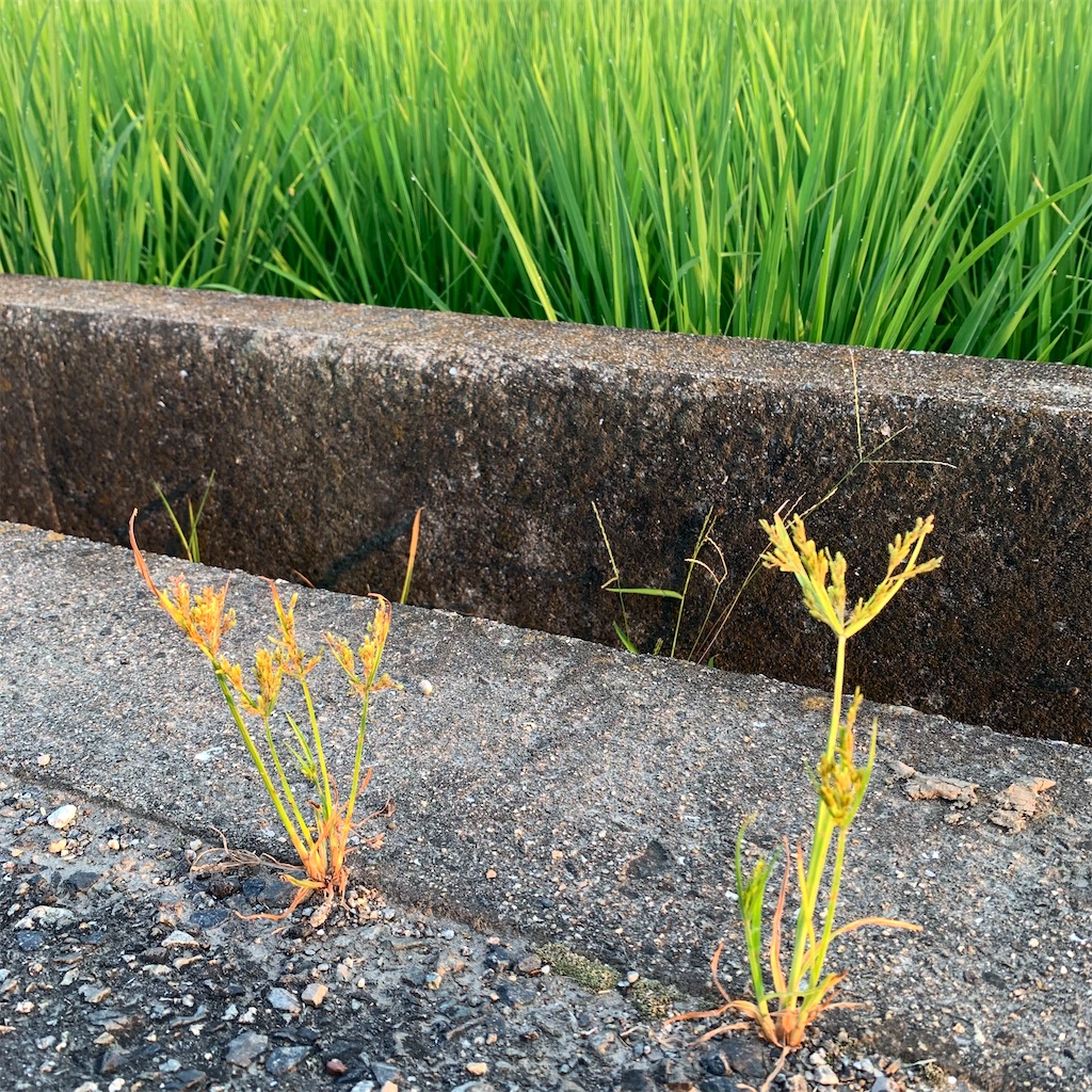 f:id:keikostyle:20210801061520j:image