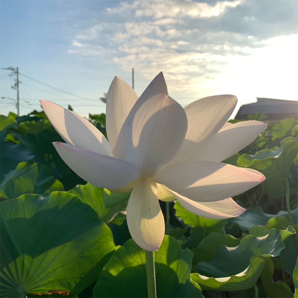 f:id:keikostyle:20210805062758j:image