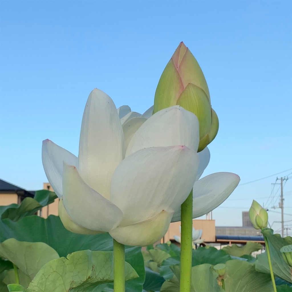f:id:keikostyle:20210805062805j:image