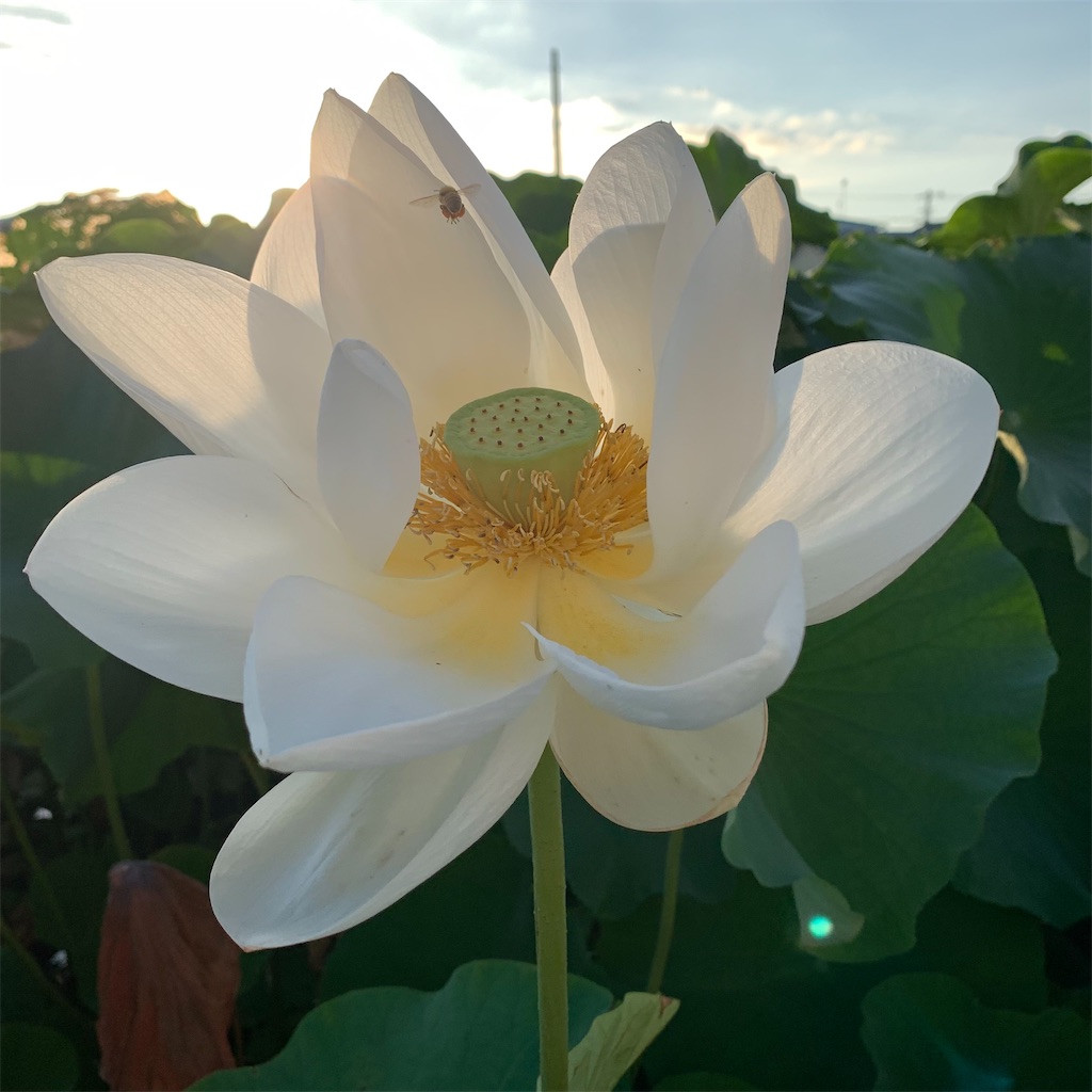 f:id:keikostyle:20210805062808j:image