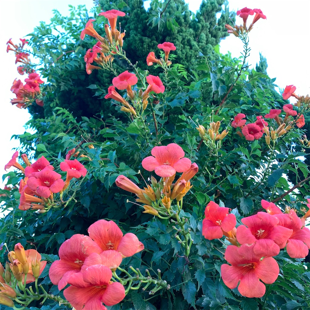 f:id:keikostyle:20210805062826j:image