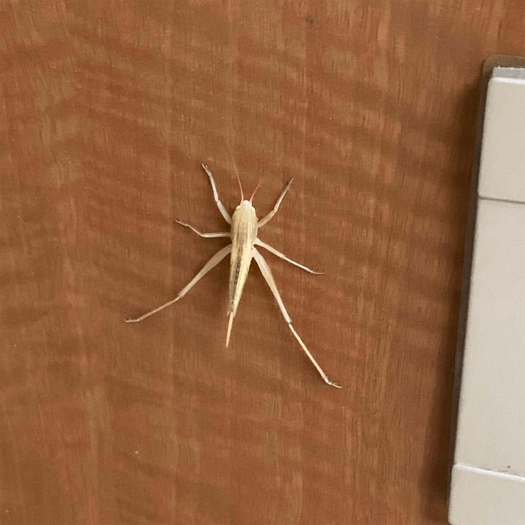 葉っぱみたいな虫 かっこいいカマキリ 虫の脱皮 けーこ日記