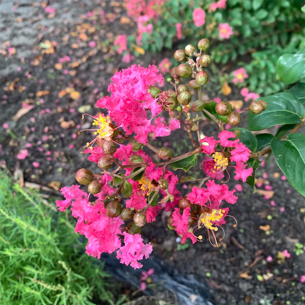 f:id:keikostyle:20210825061641j:image