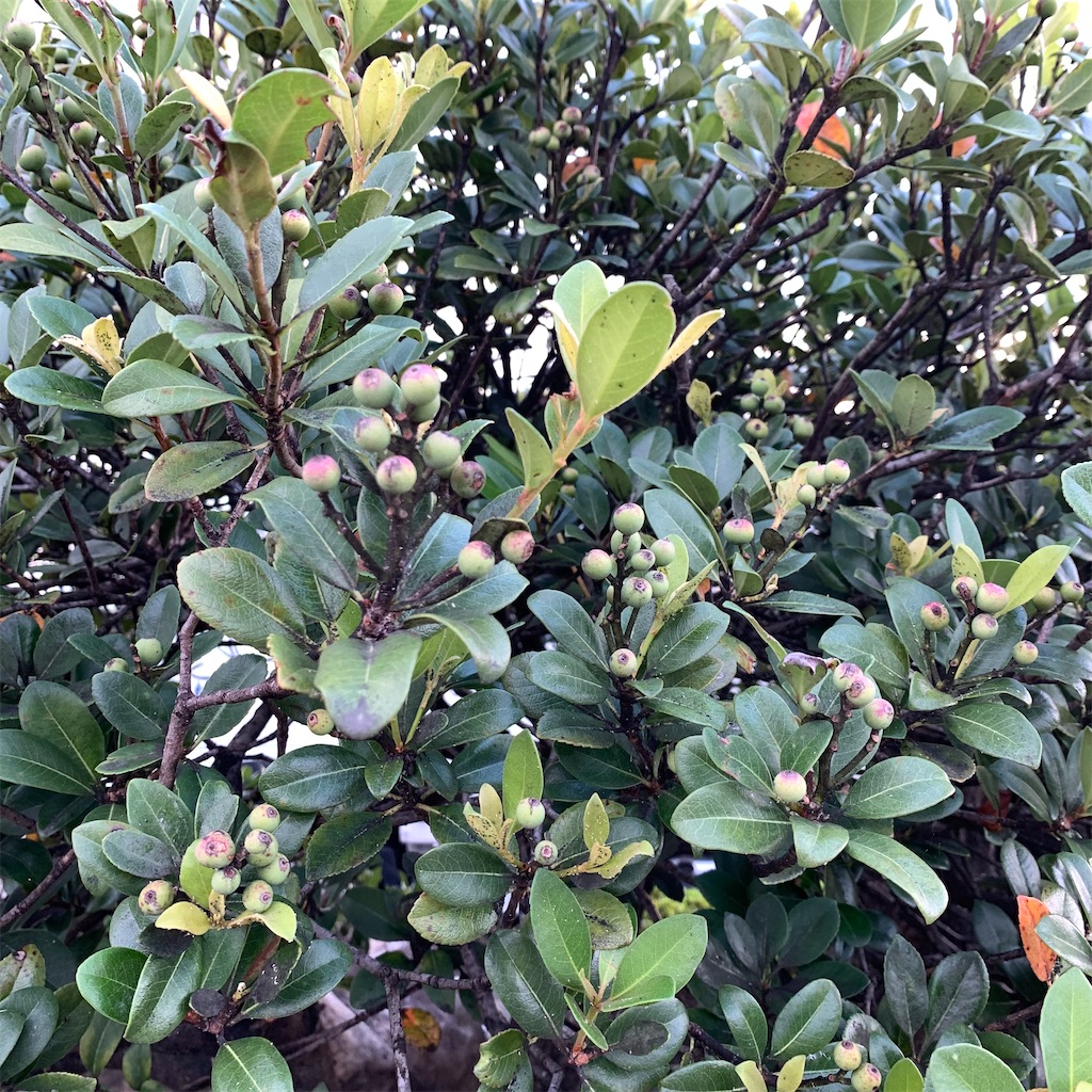 f:id:keikostyle:20210905064007j:image