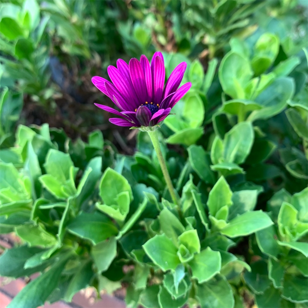 f:id:keikostyle:20210905064101j:image