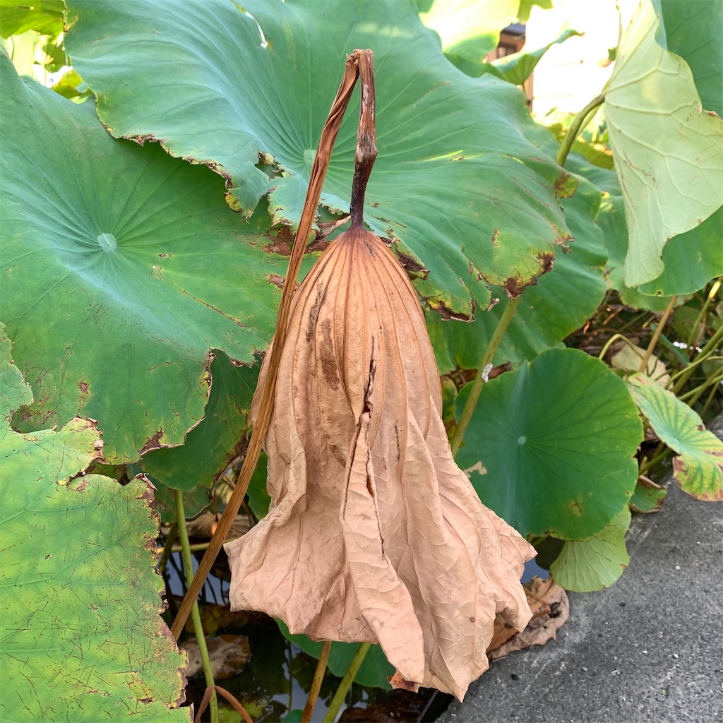 f:id:keikostyle:20210905064107j:image