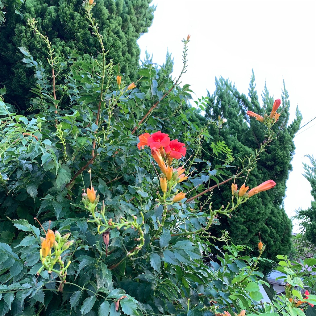 f:id:keikostyle:20210905064114j:image