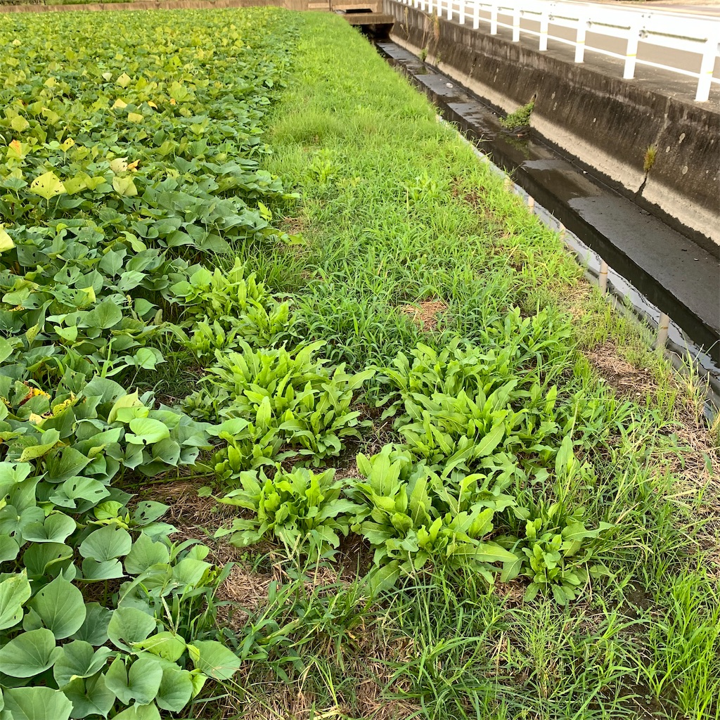 f:id:keikostyle:20210905064117j:image