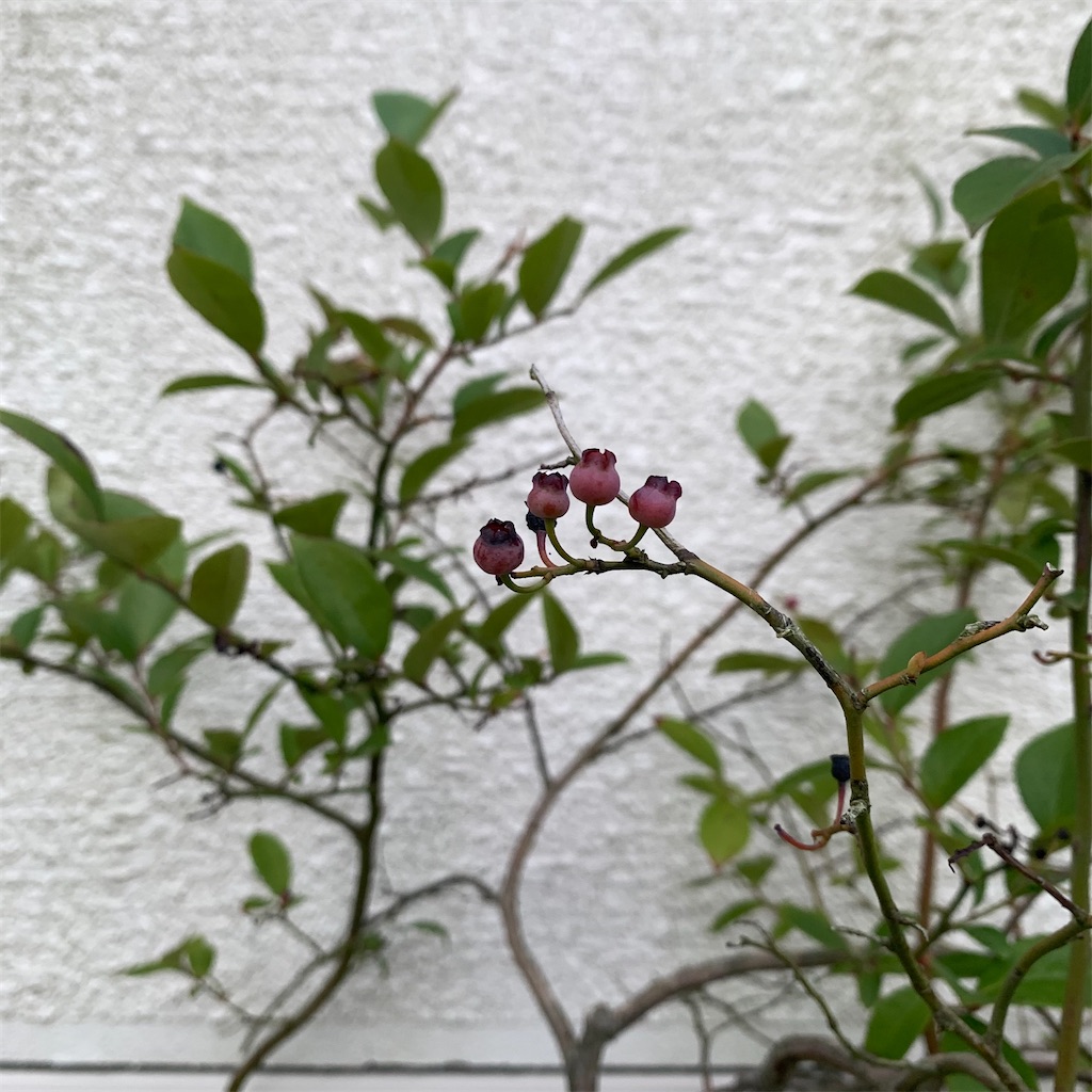 f:id:keikostyle:20210906062902j:image