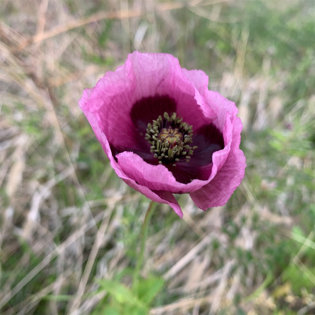 f:id:keikostyle:20210912015417j:image