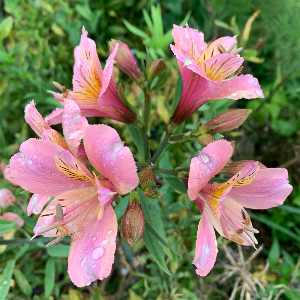 f:id:keikostyle:20210912015420j:image