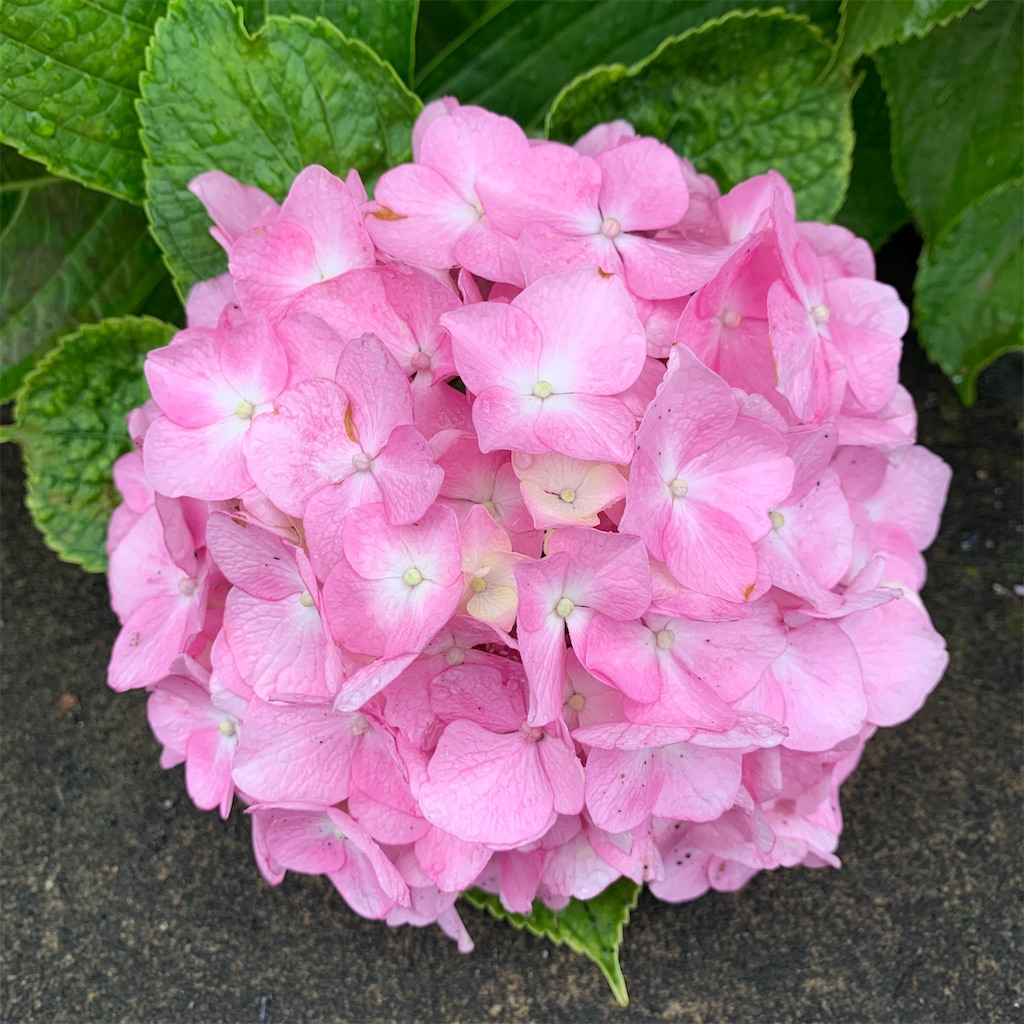 f:id:keikostyle:20210912015429j:image