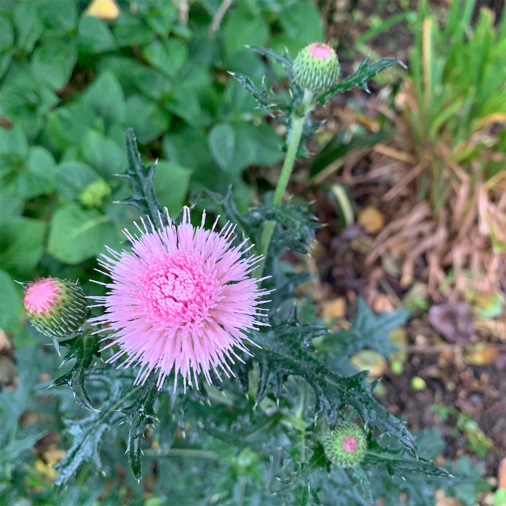 f:id:keikostyle:20210912015431j:image