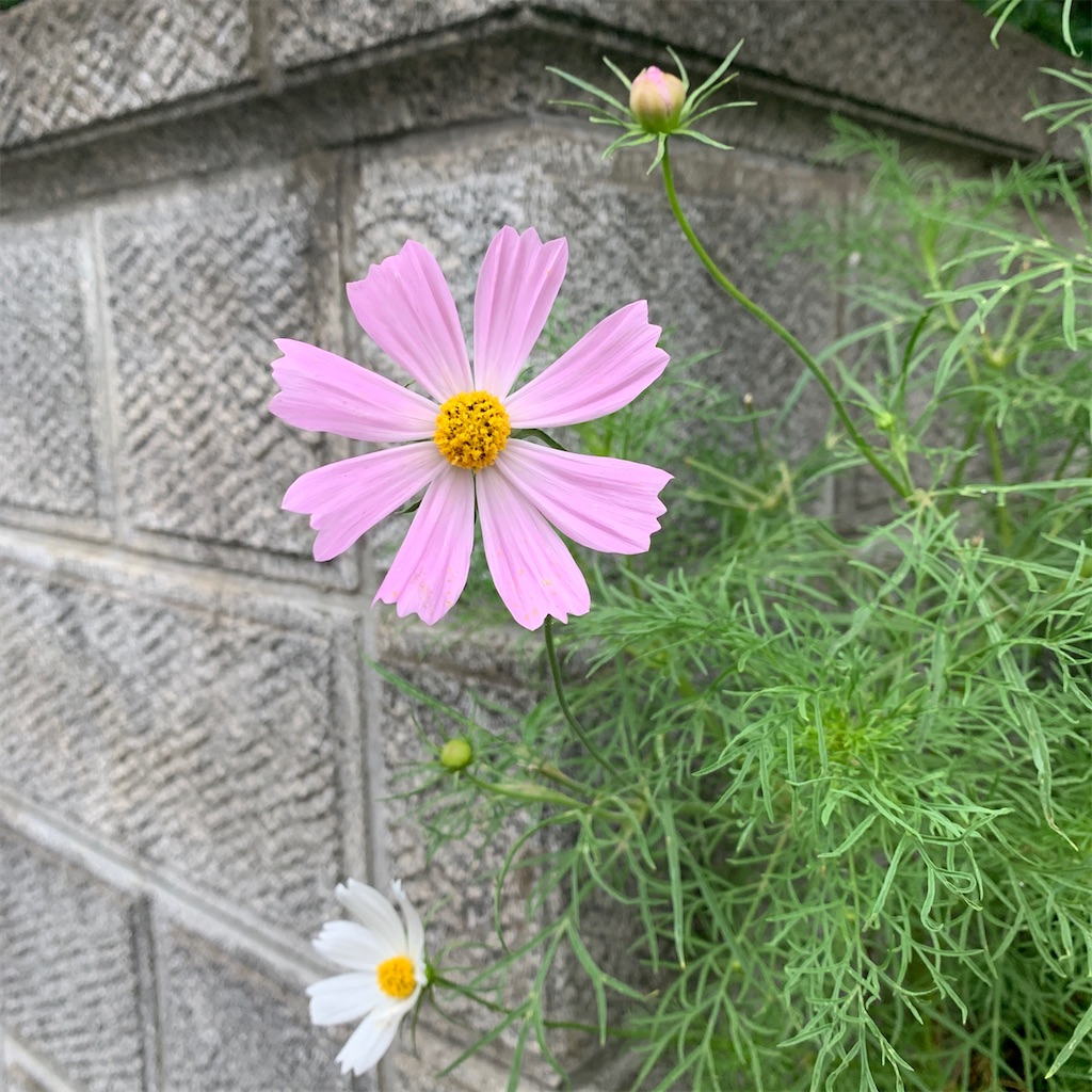 f:id:keikostyle:20210912015434j:image