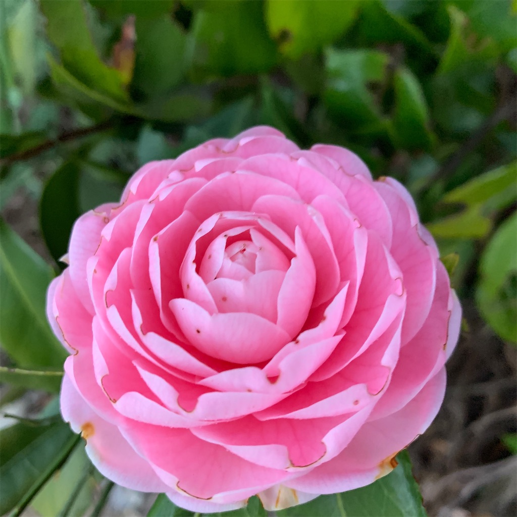 f:id:keikostyle:20210912015437j:image