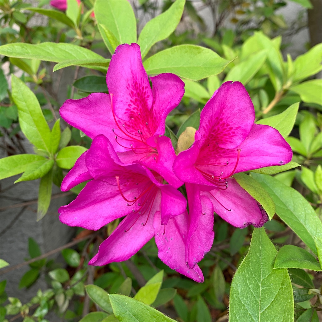 f:id:keikostyle:20210912015507j:image