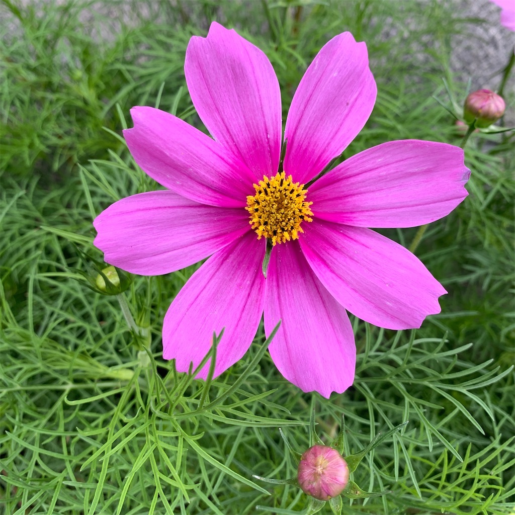 f:id:keikostyle:20210912015510j:image