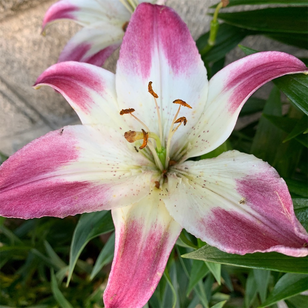 f:id:keikostyle:20210912015521j:image