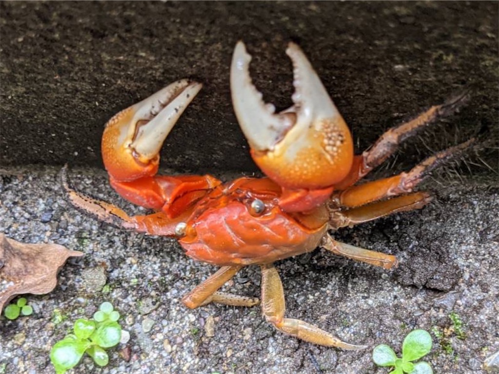 f:id:keikostyle:20210913100620j:image