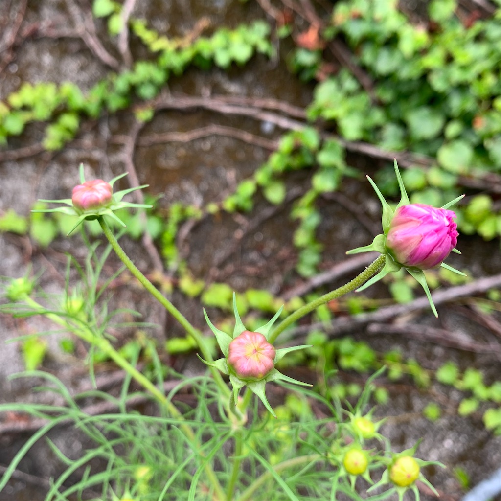 f:id:keikostyle:20210914202018j:image