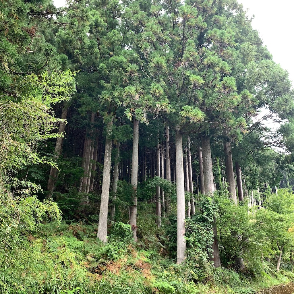f:id:keikostyle:20210914202557j:image