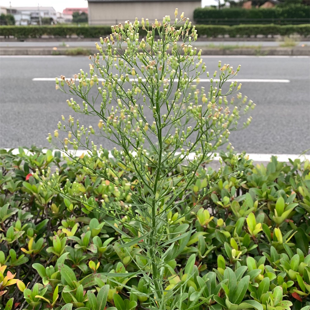 f:id:keikostyle:20210916062834j:image