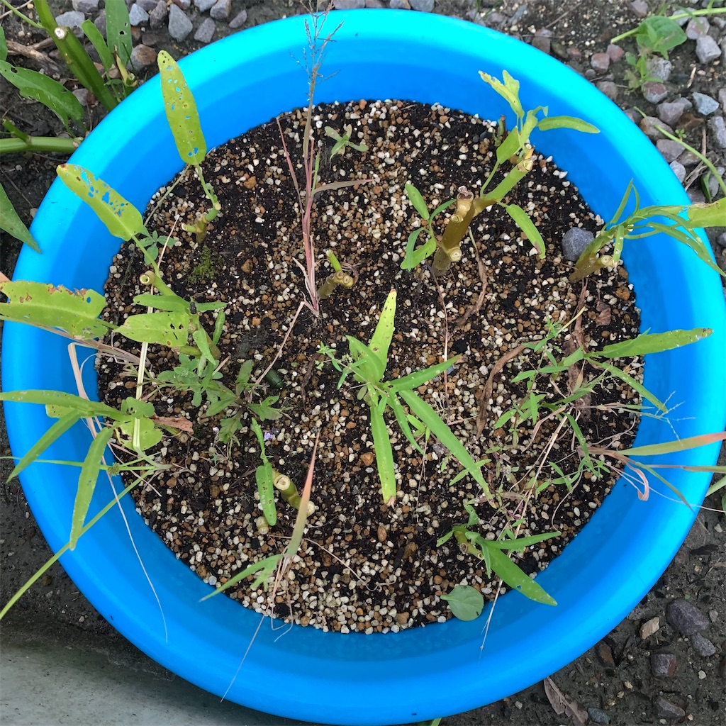 f:id:keikostyle:20210924062648j:image