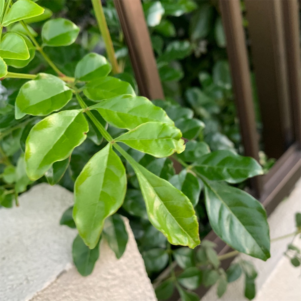 f:id:keikostyle:20210924062650j:image