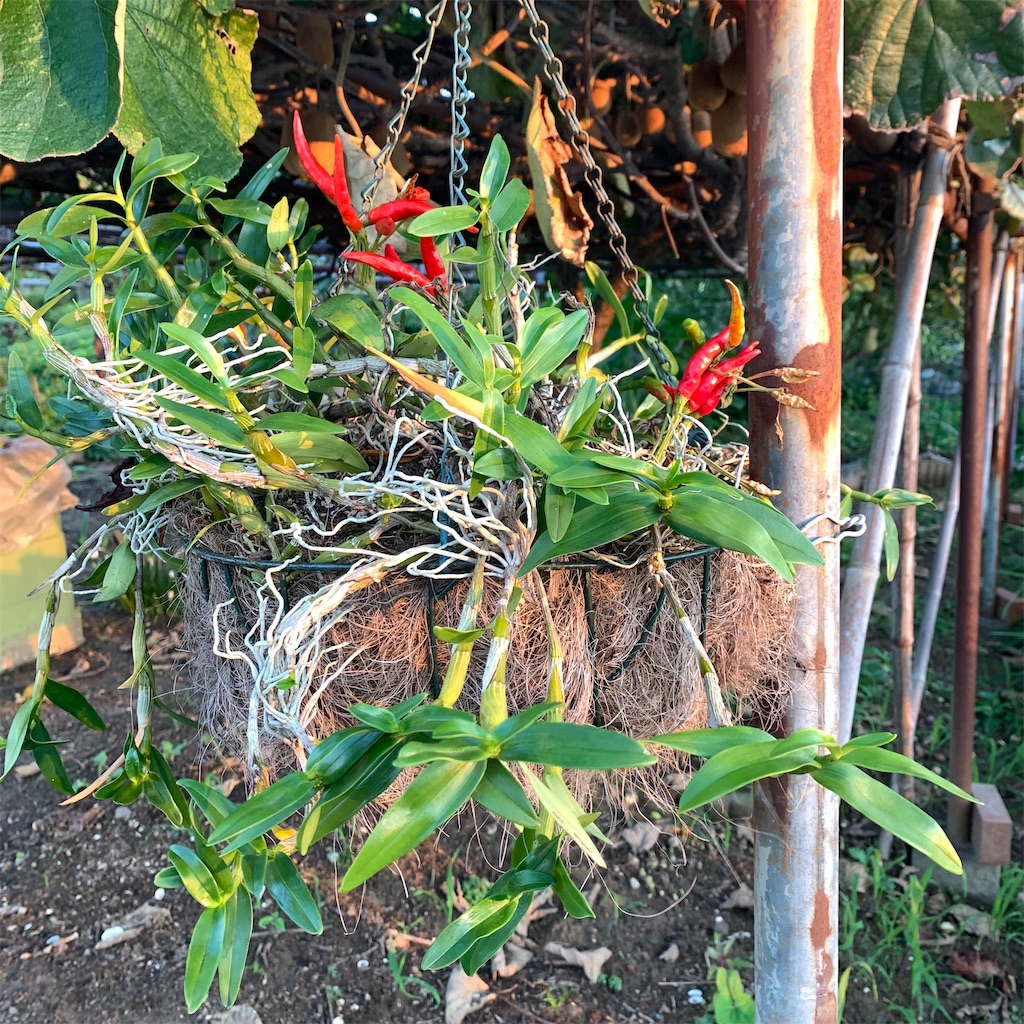 f:id:keikostyle:20210924062653j:image