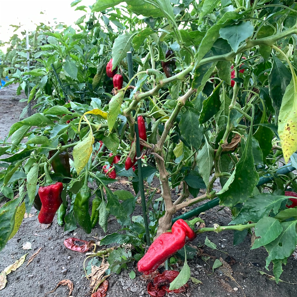 f:id:keikostyle:20210924062702j:image